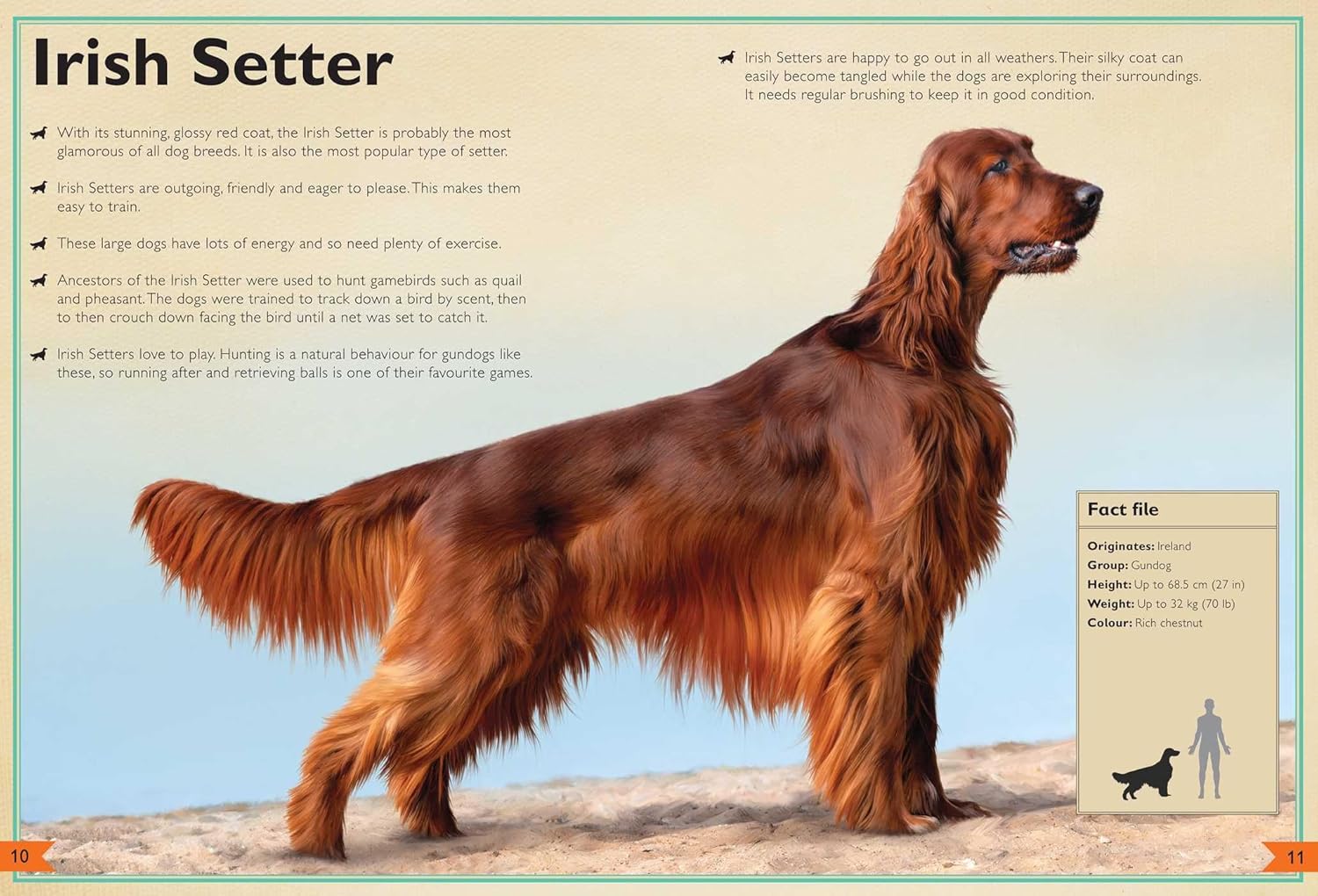 The Magnificent Book of Dogs