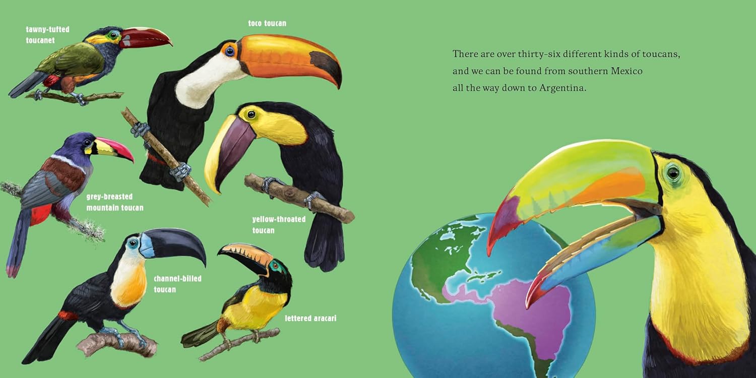 Meet the Wild Things Bk 5: Hello, I'm a Toucan