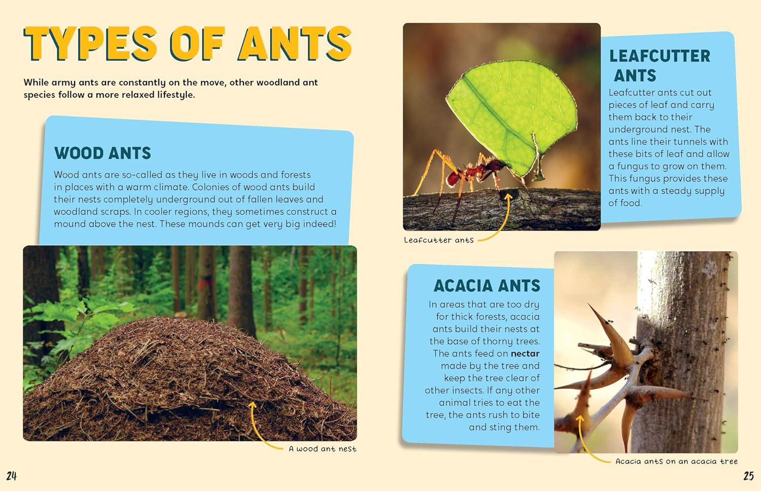 Discovering Insects: An Army of Ants