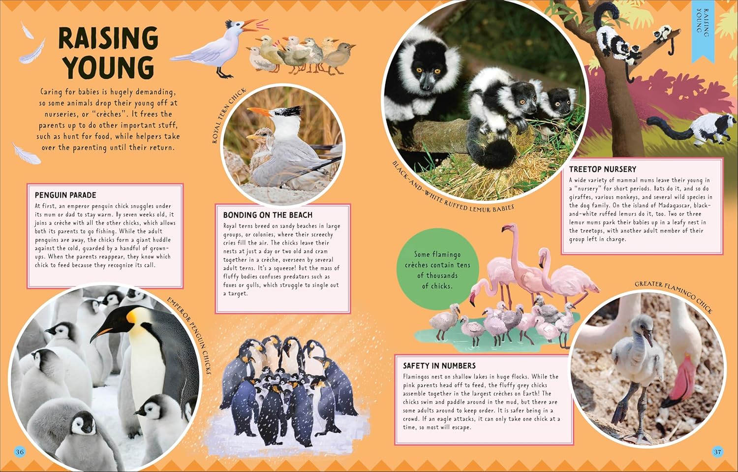 Animal Partnerships