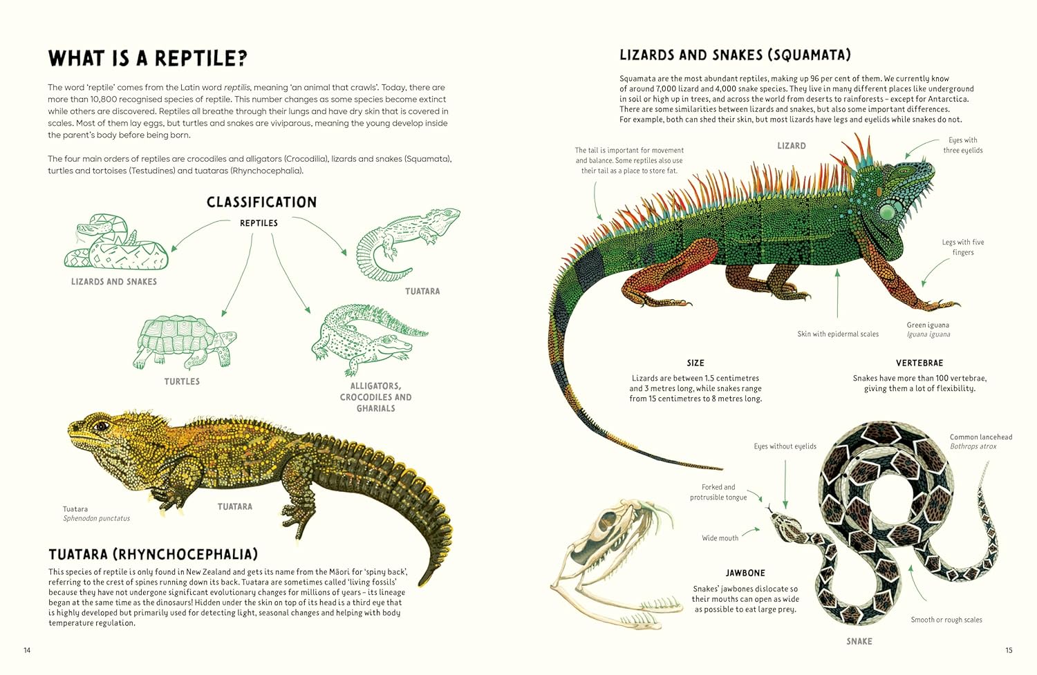 Reptiles & Amphibians