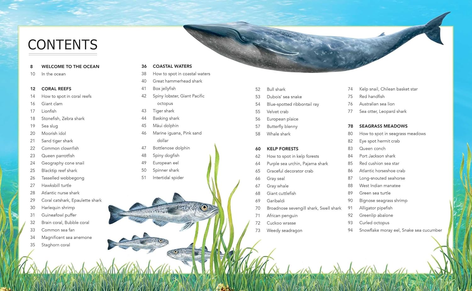 Ocean Creatures: A Spotter's Guide