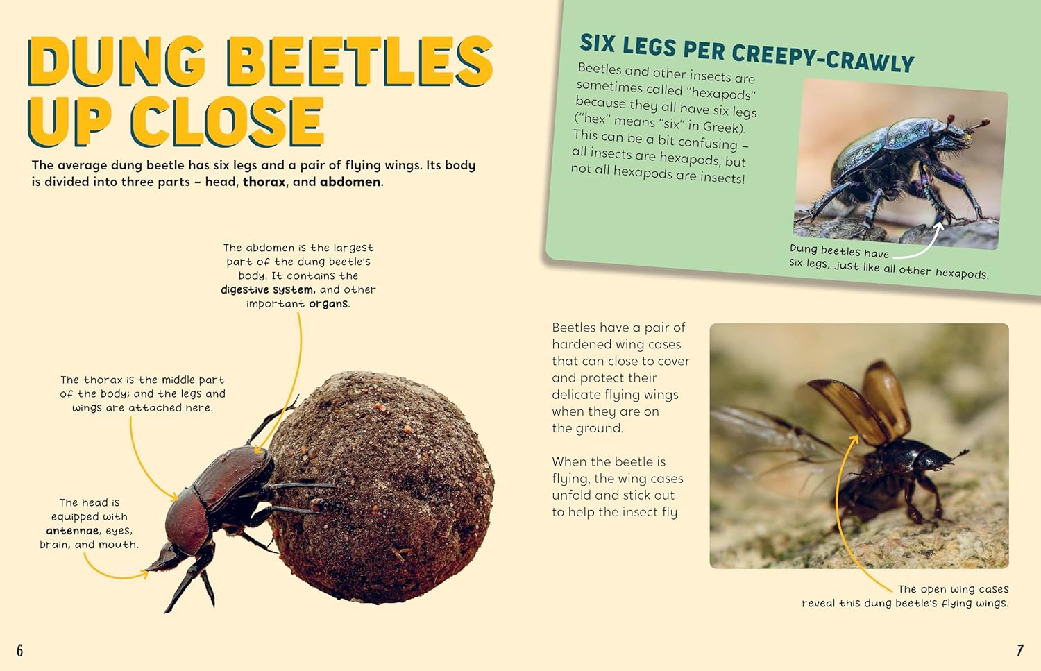 Discovering Insects: A Colony of Dung Beetles