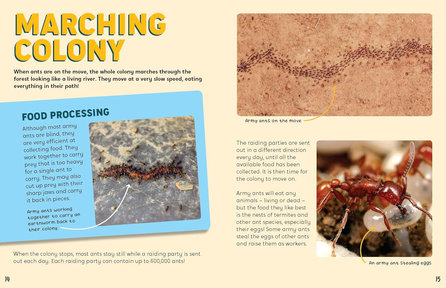 Discovering Insects: An Army of Ants