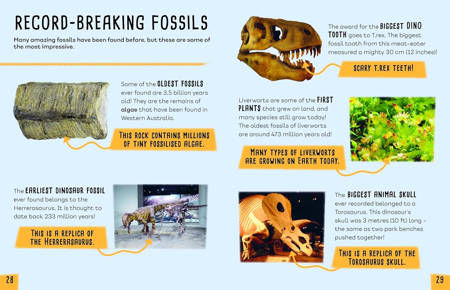 Earth's Detectives: All About Fossils