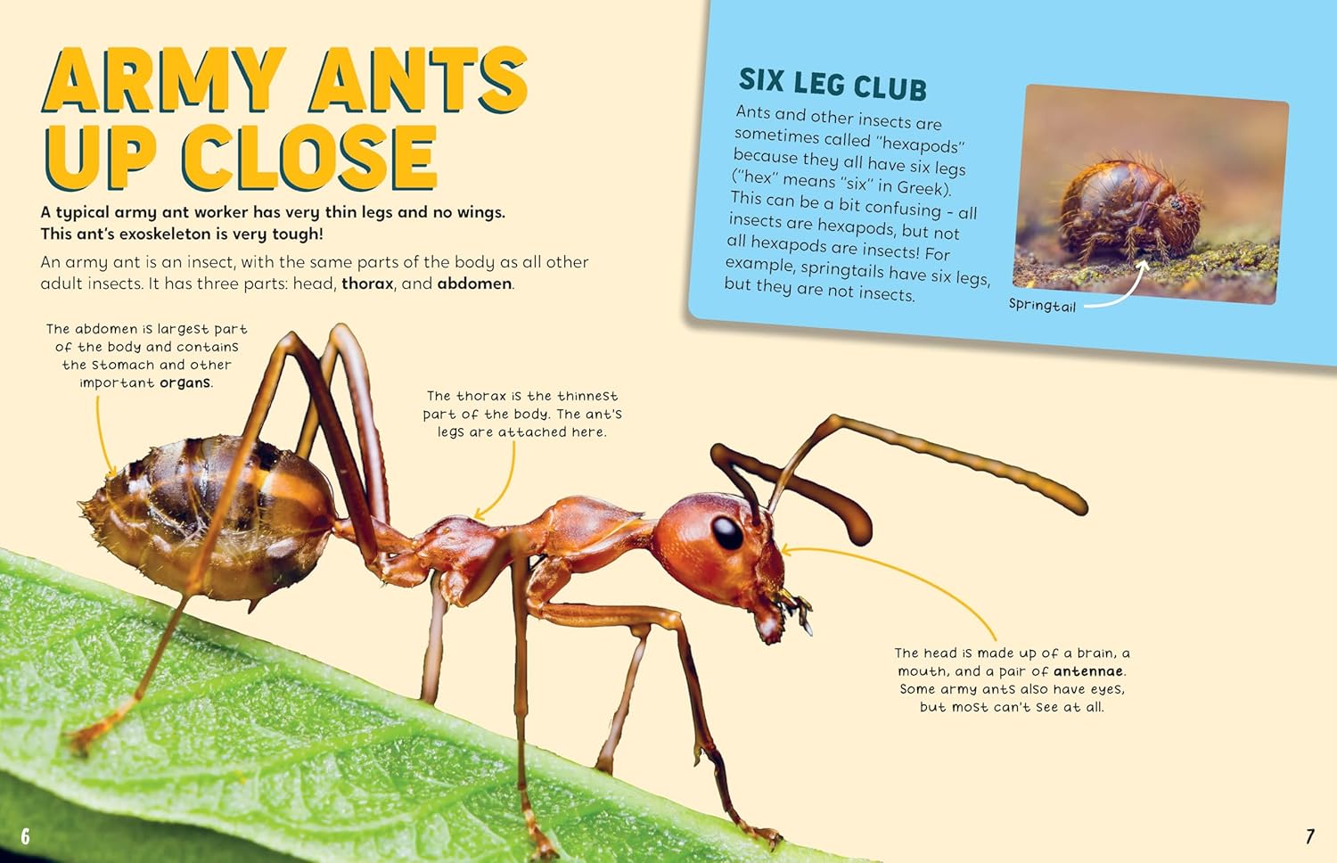 Discovering Insects: An Army of Ants