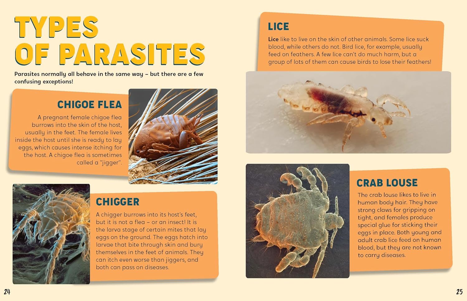 Discovering Insects: A Frenzy of Fleas