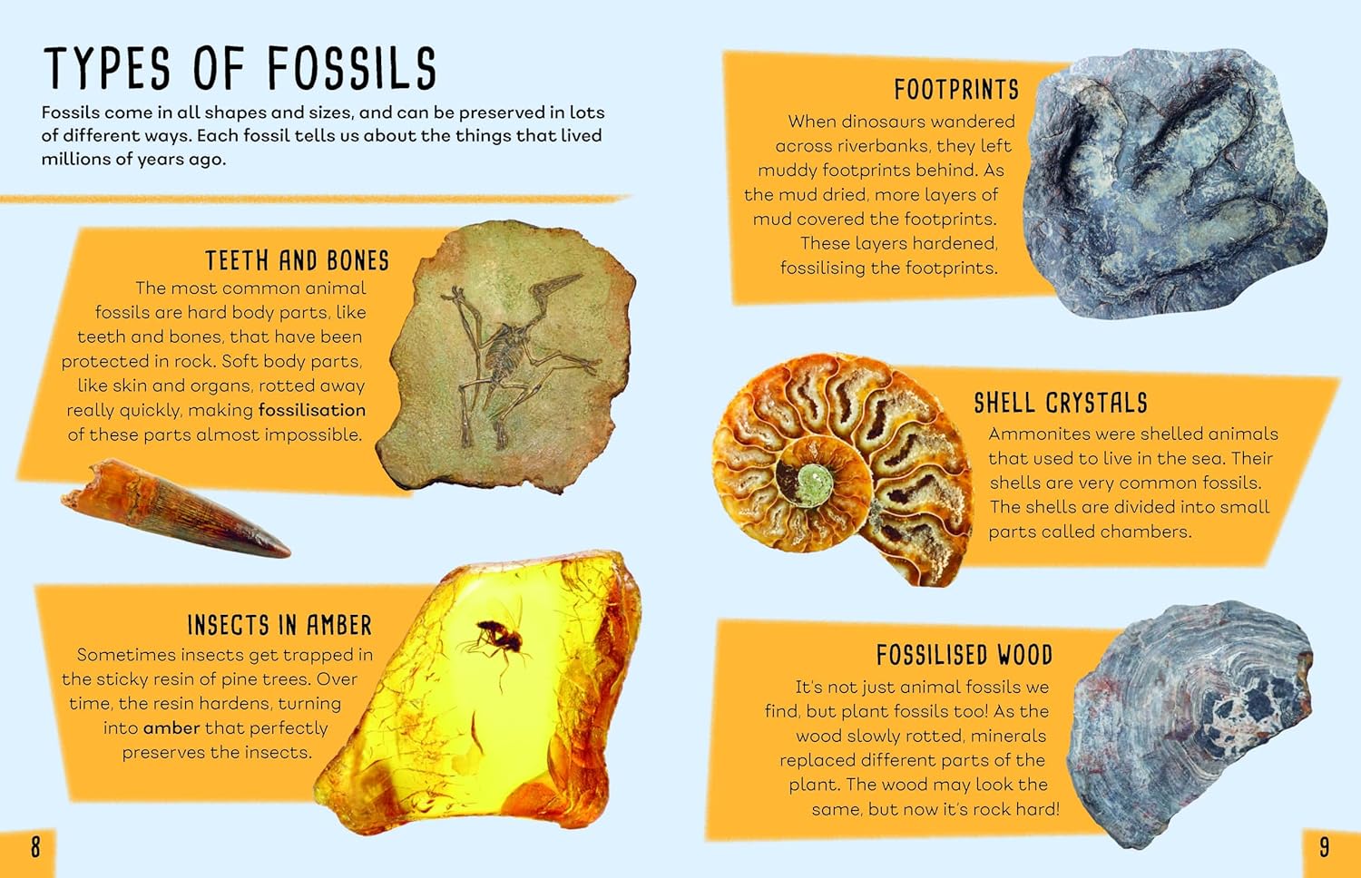 Earth's Detectives: All About Fossils