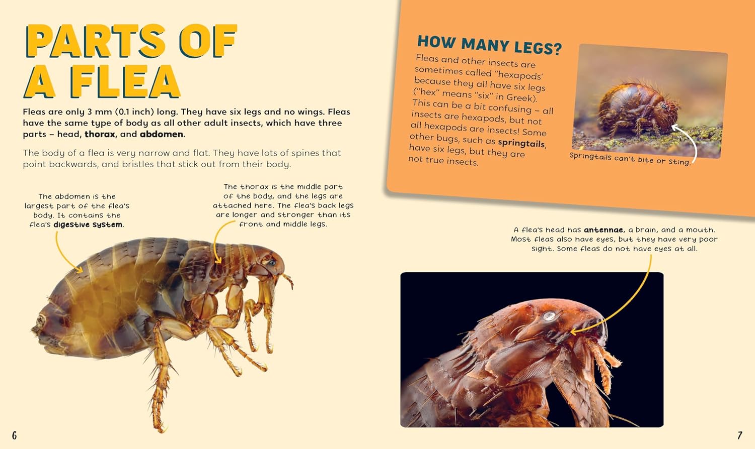 Discovering Insects: A Frenzy of Fleas