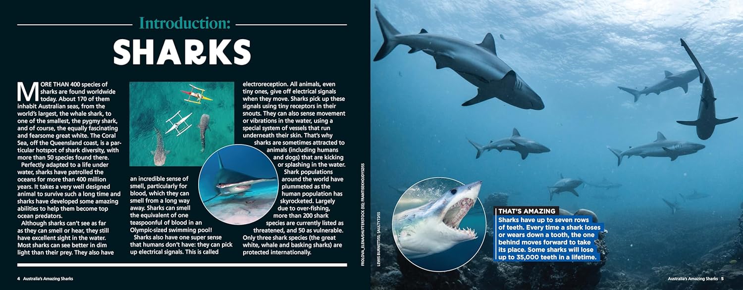 Australia’s Amazing Sharks