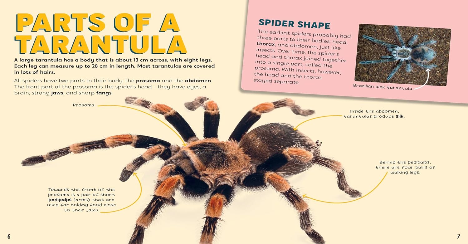 Discovering Insects: A Troop of Tarantulas