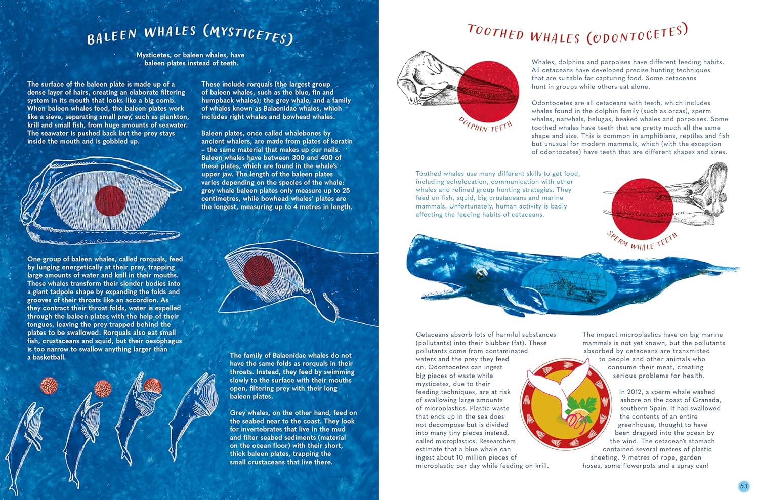 The Whale's Song: Discover the Giants of our Oceans
