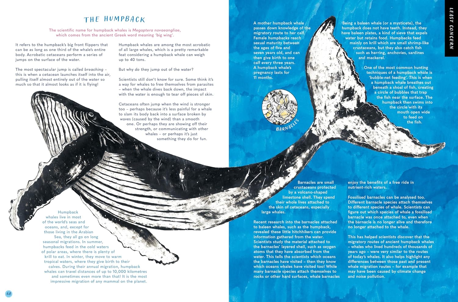The Whale's Song: Discover the Giants of our Oceans