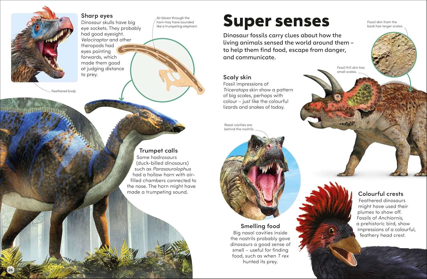 Eyewonder Dinosaurs