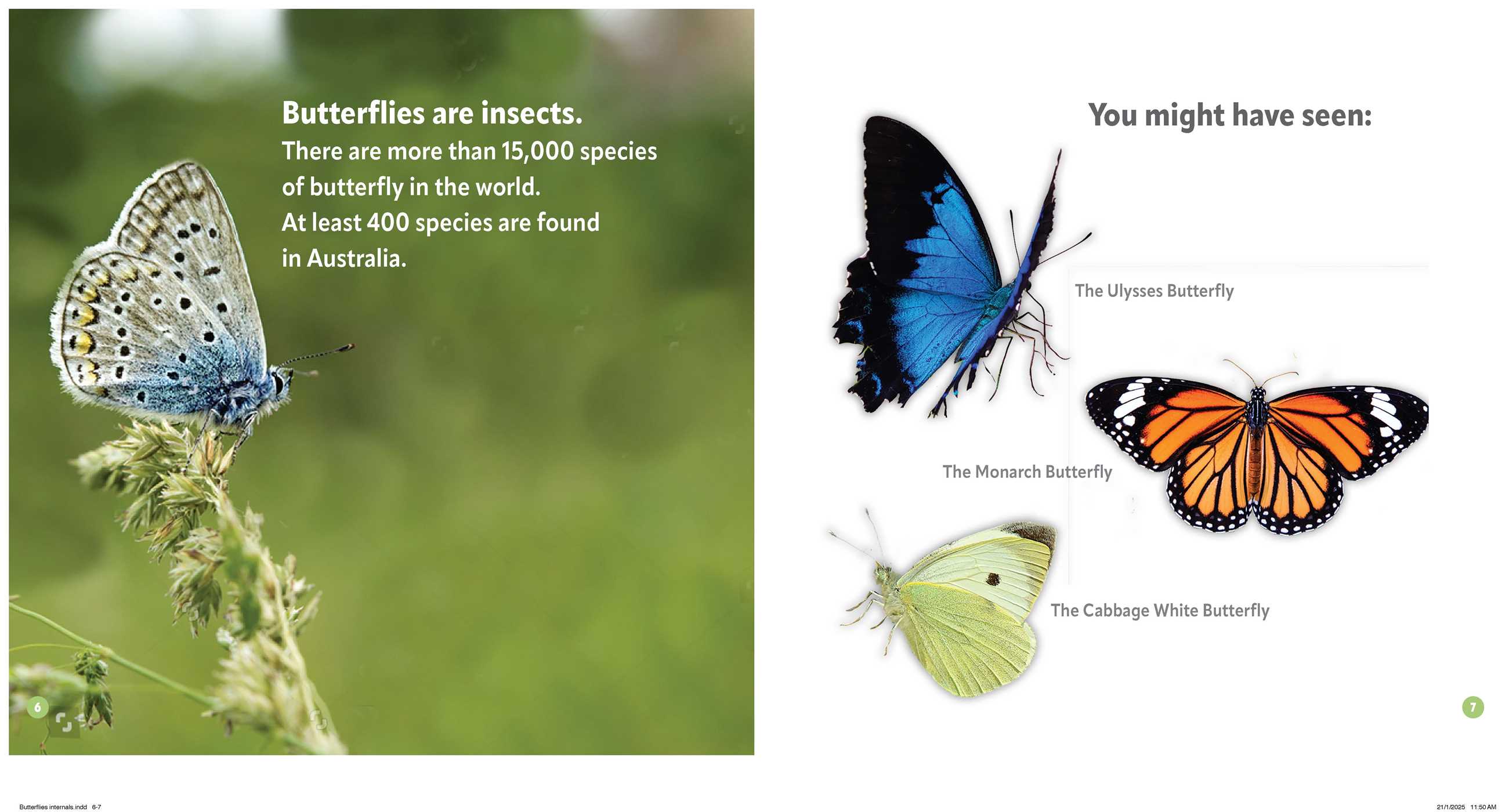 Butterflies