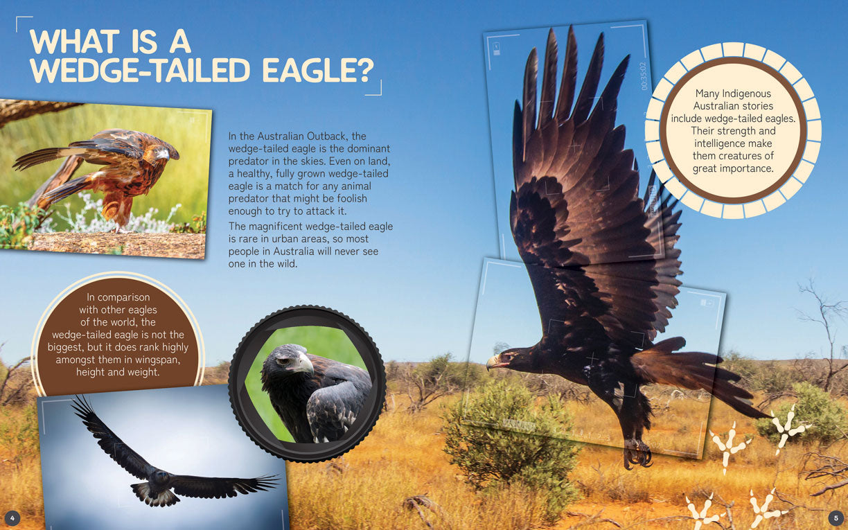 Australia's Remarkable Wildlife: Wedge-Tailed Eagle - Hardcover