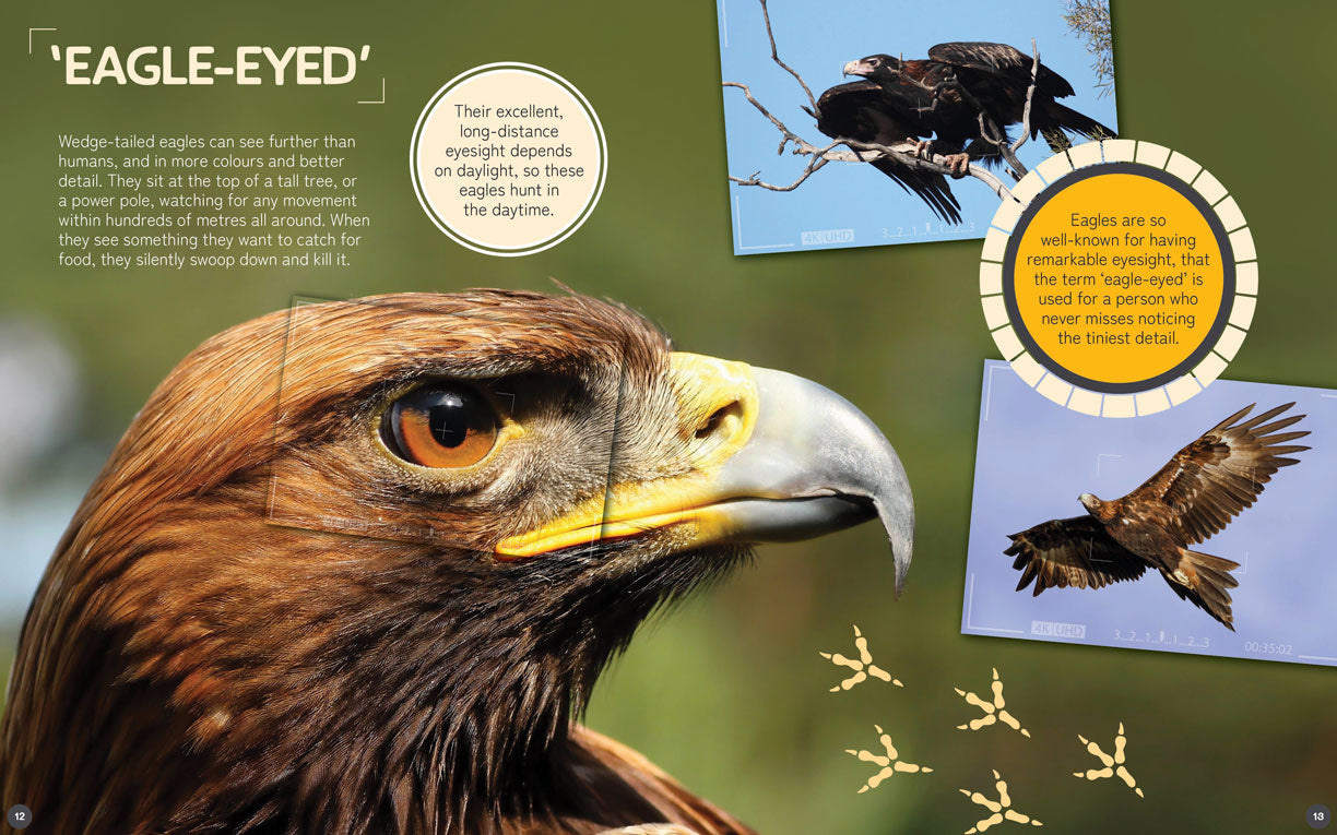 Australia's Remarkable Wildlife: Wedge-Tailed Eagle - Hardcover