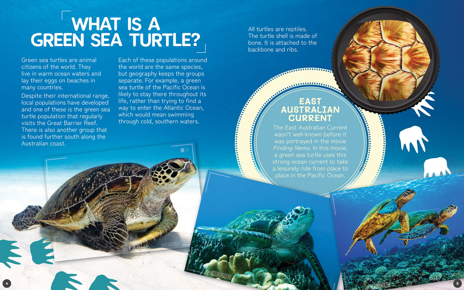 Australia's Remarkable Wildlife: Green Sea Turtle