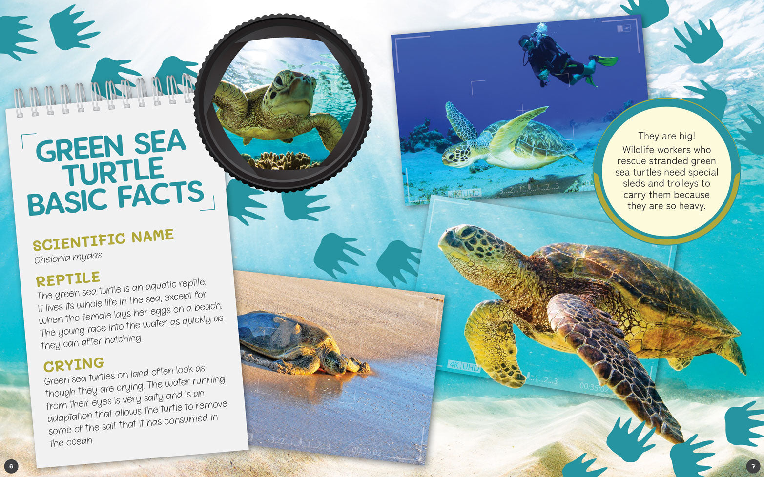 Australia's Remarkable Wildlife: Green Sea Turtle