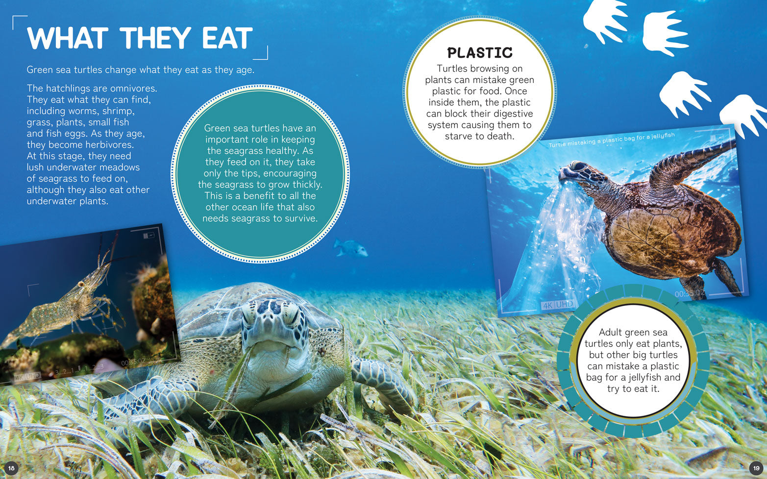 Australia's Remarkable Wildlife: Green Sea Turtle