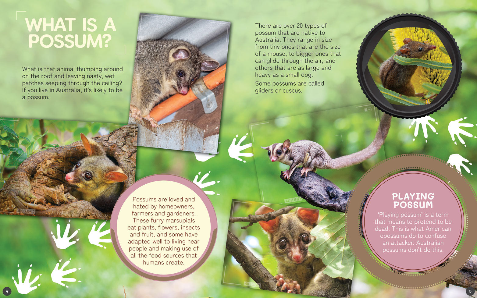 Australia's Remarkable Wildlife: Possum