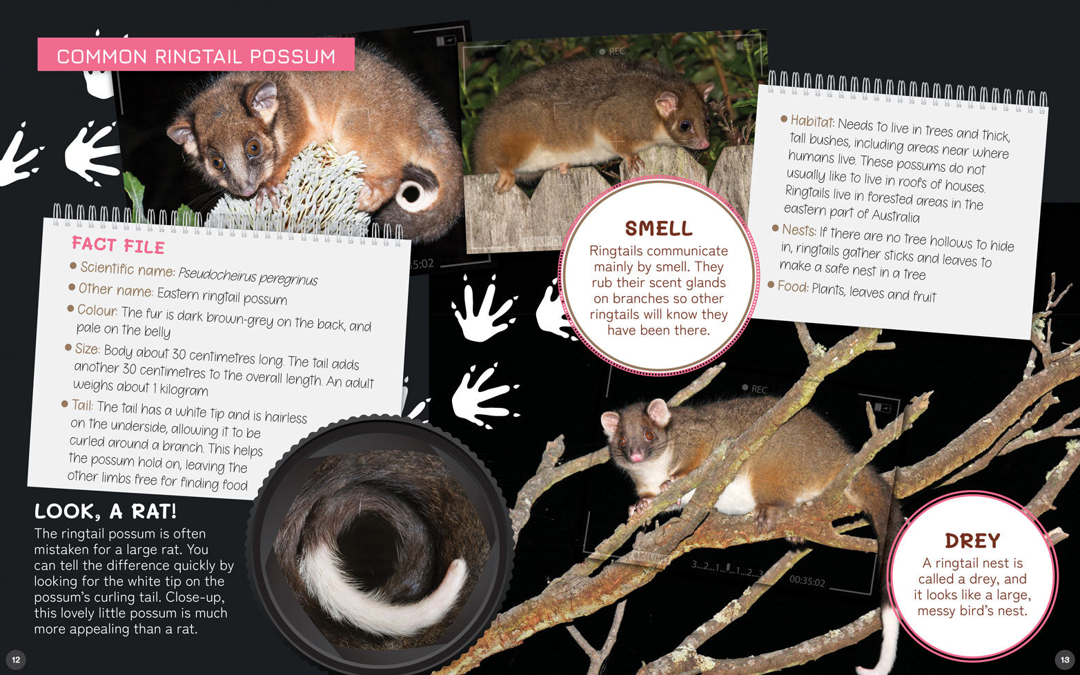 Australia's Remarkable Wildlife: Possum