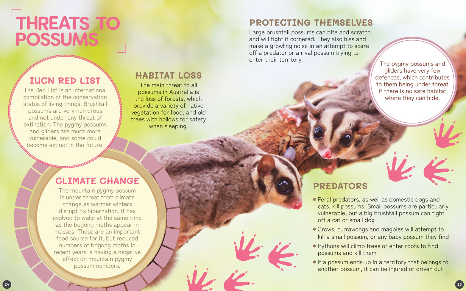 Australia's Remarkable Wildlife: Possum