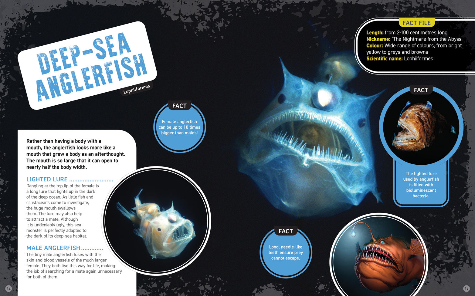 World's Scariest Creatures: Creepy Sea Life