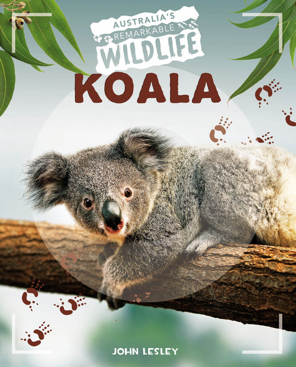 Australia's Remarkable Wildlife: Koala