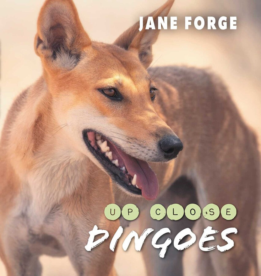 Dingoes Up Close