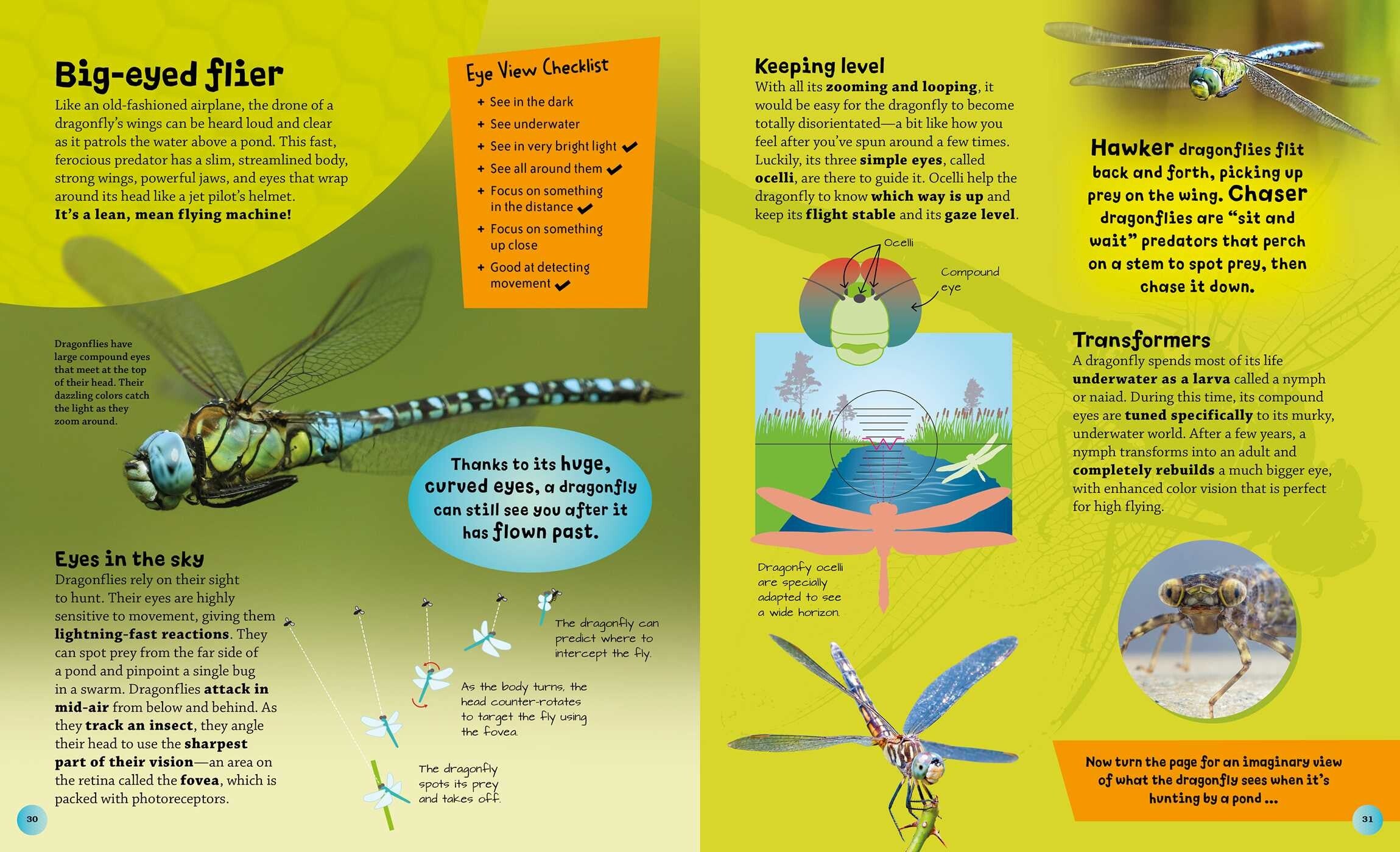 Eye View: Bugs and Other Tiny Creatures
