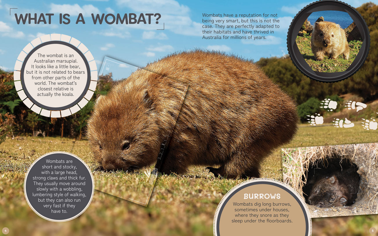 Australia's Remarkable Wildlife: Wombat (Hardcover)