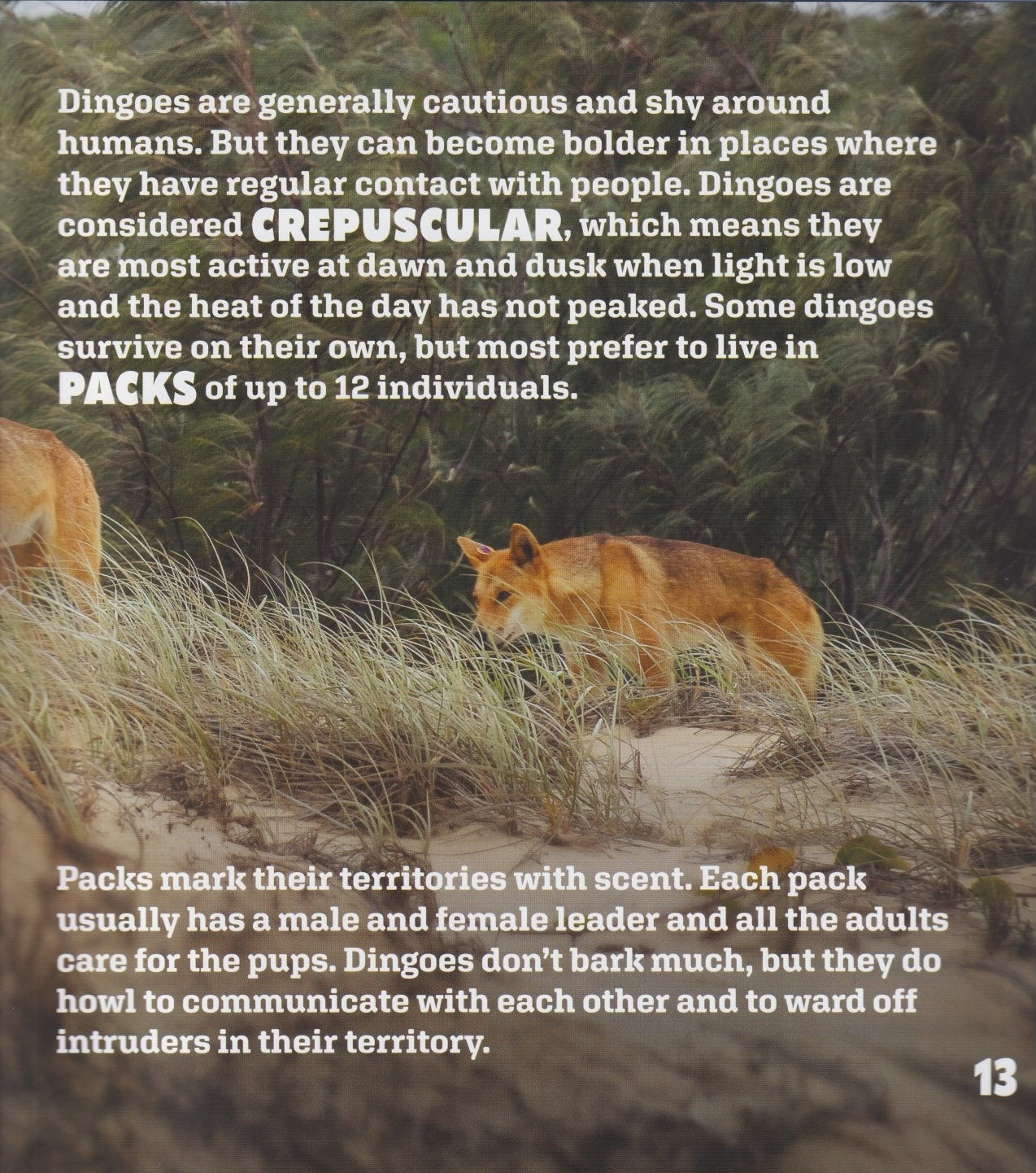 Dingoes Up Close
