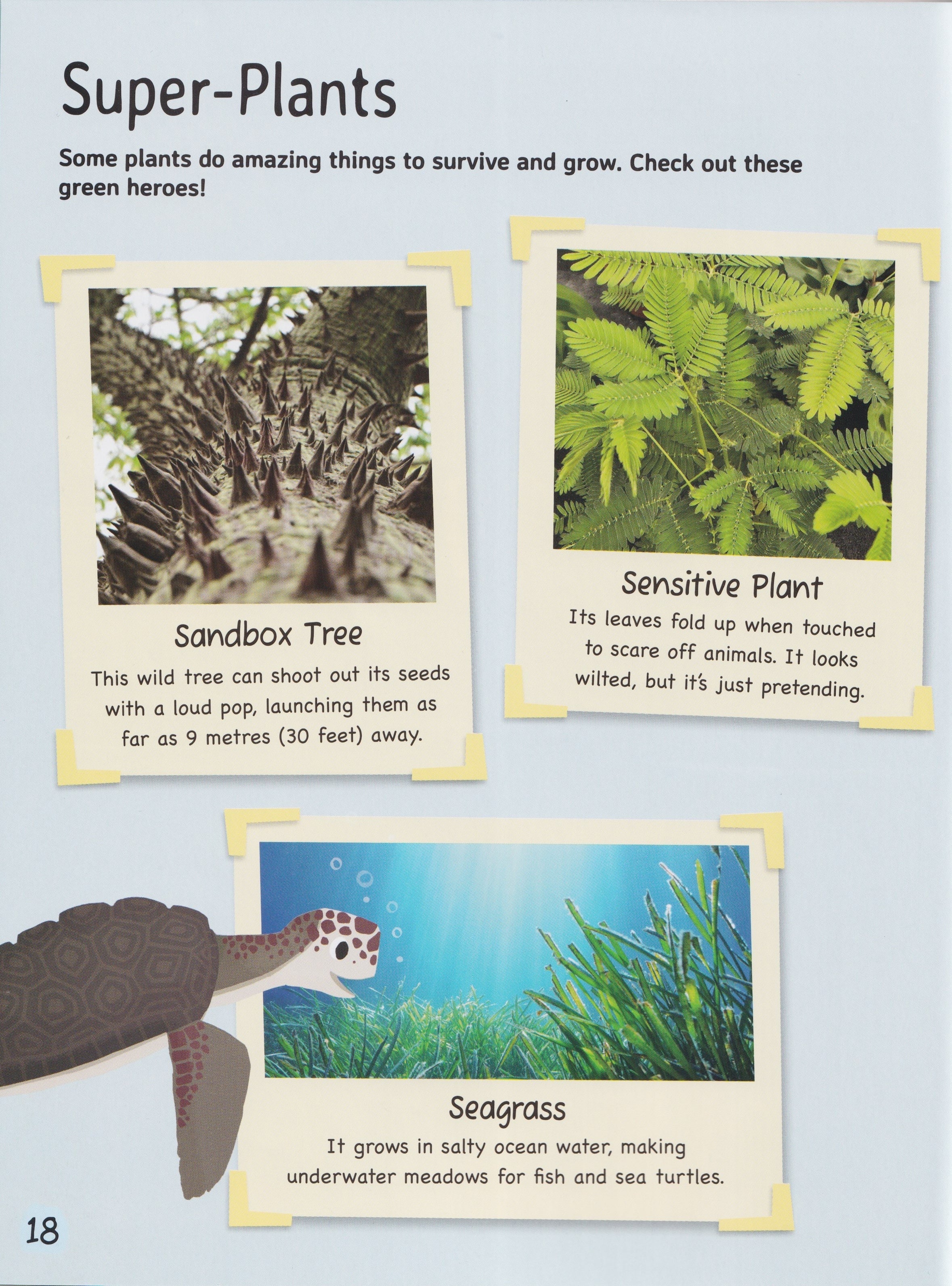 Nature: Trees and Plants