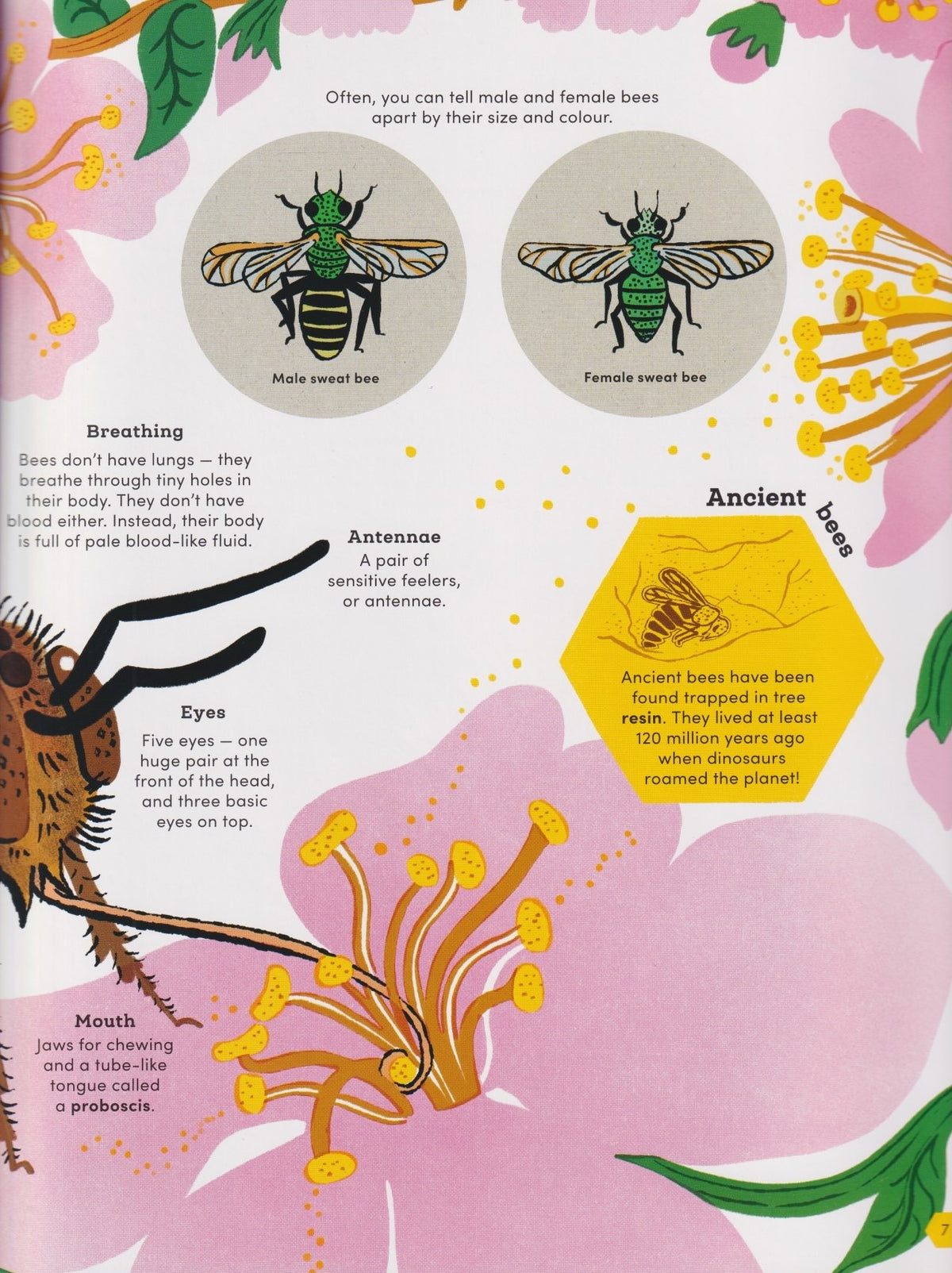 Secrets of Bees