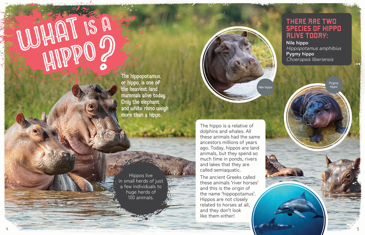 Remarkable Wildlife: Hippopotamus (Hippo)
