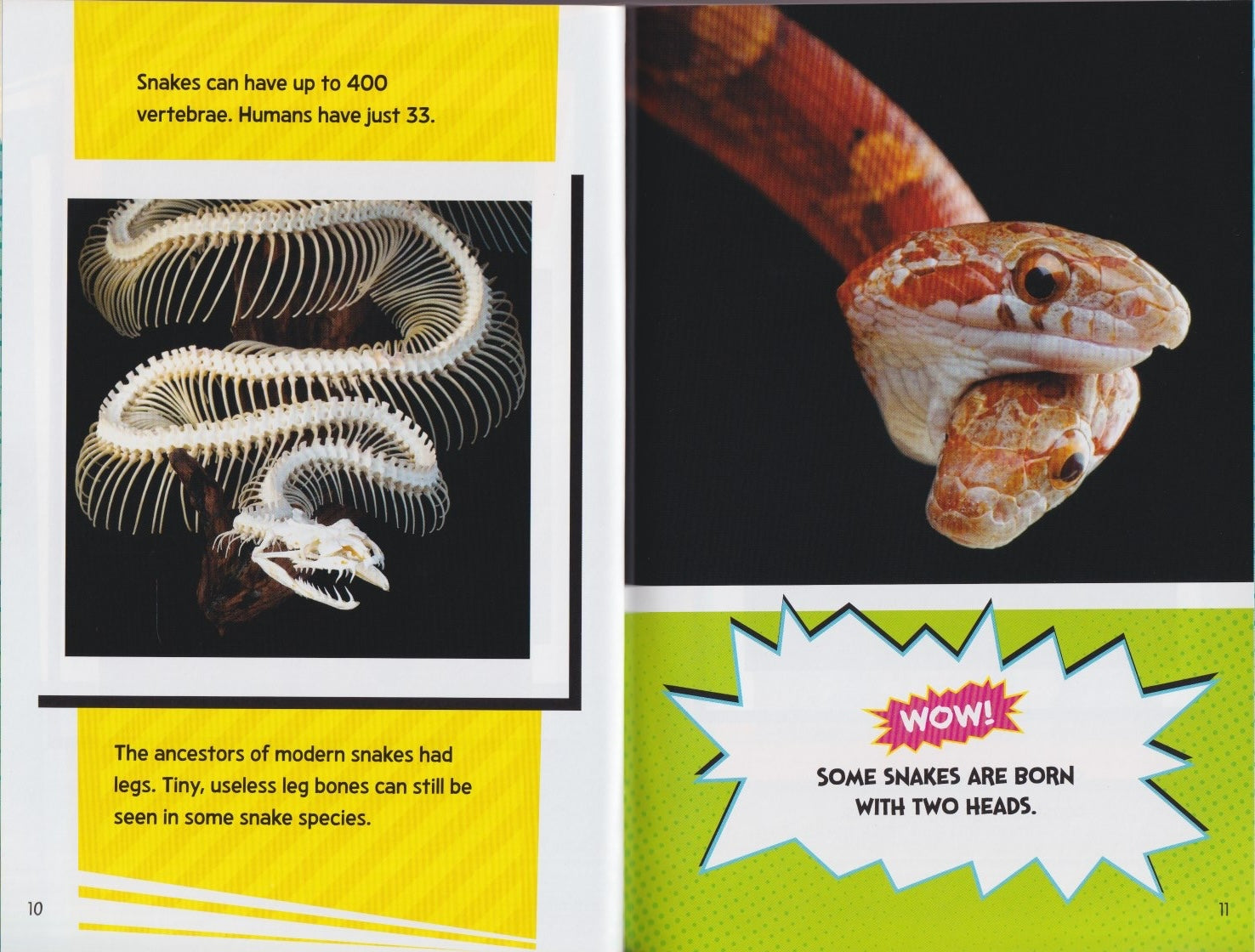 Fact Frenzy: Reptile Fact Frenzy!