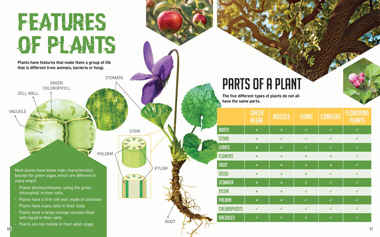 STEM is Everywhere : The Power of PLANTS