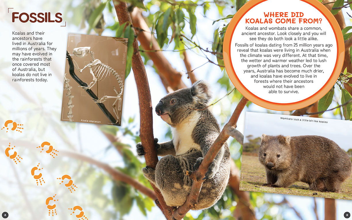 Australia's Remarkable Wildlife: Koala (Softcover)