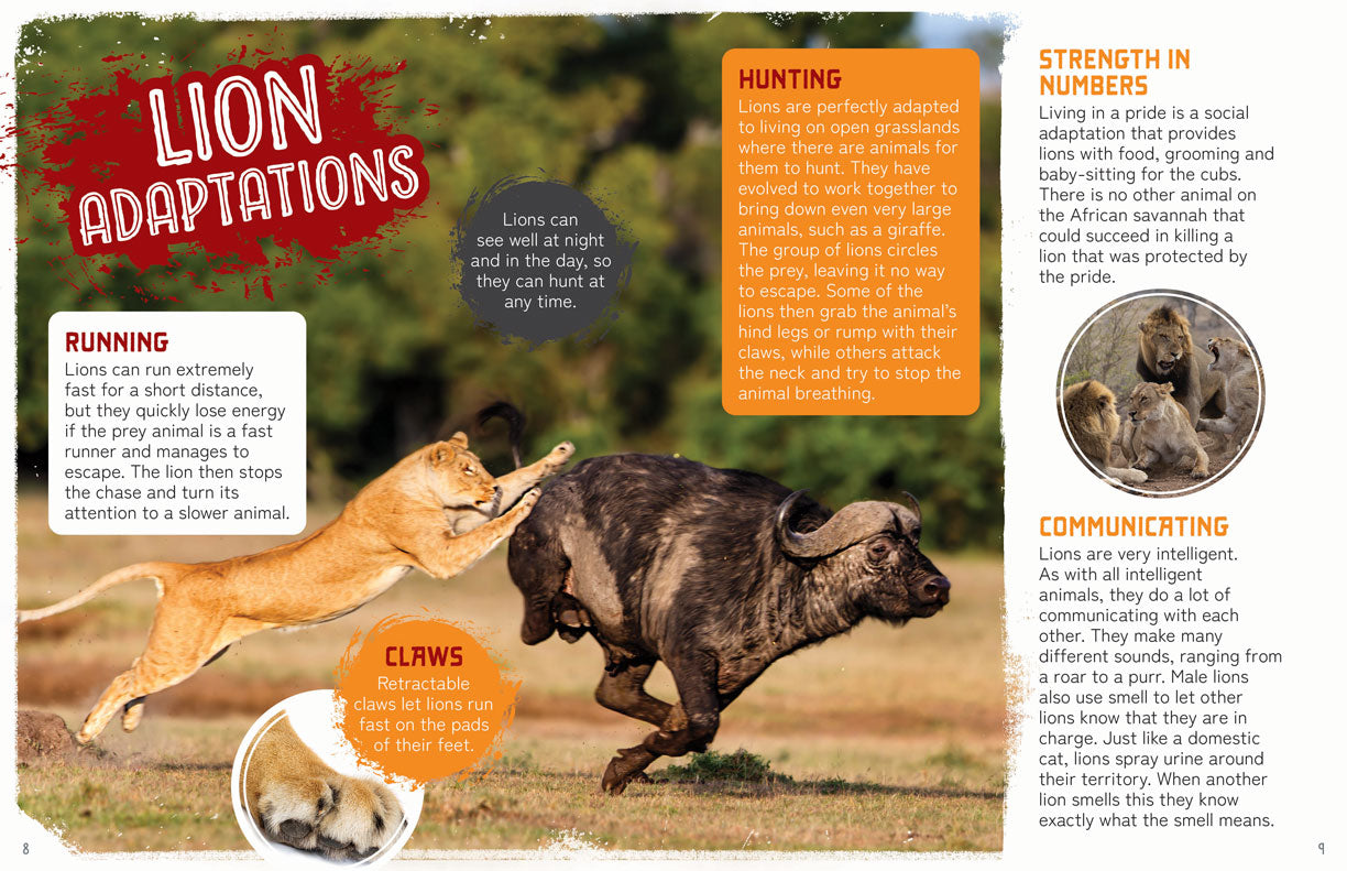 Remarkable Wildlife: Lion