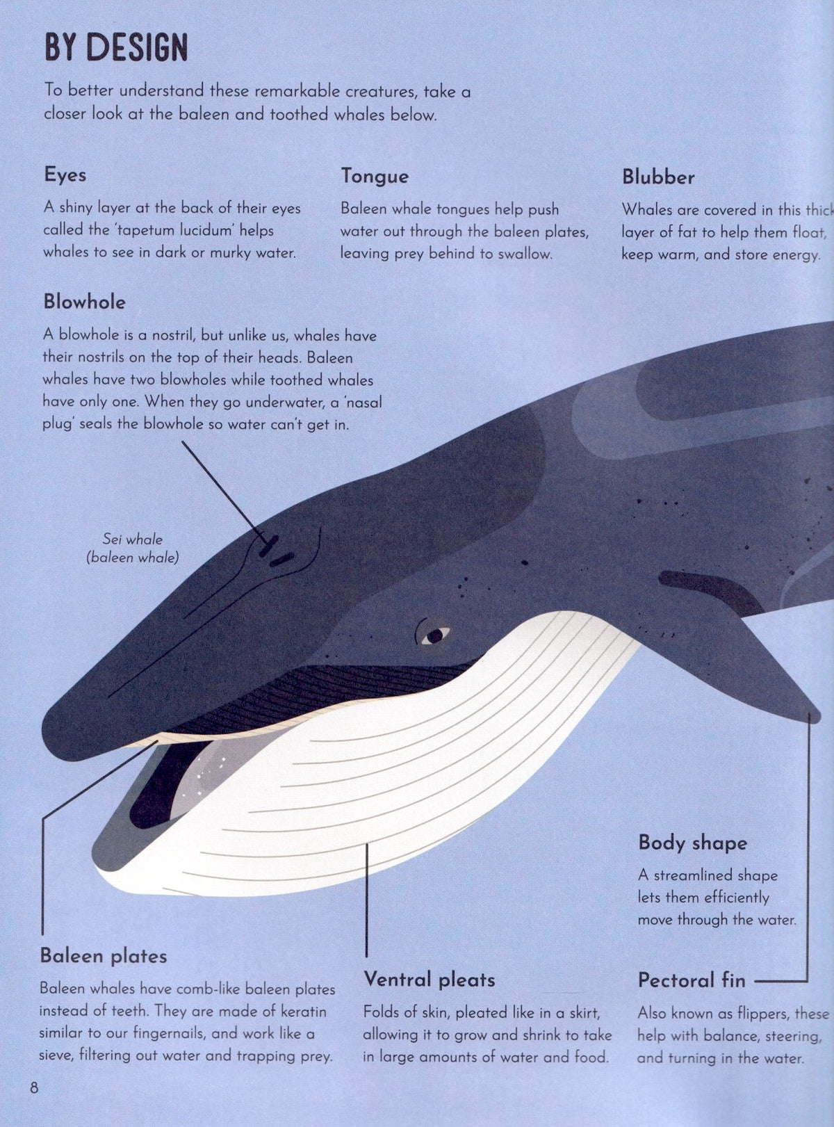 Wild About Whales