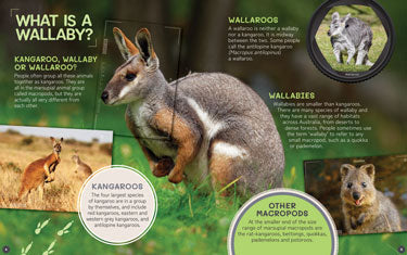 Australia's Remarkable Wildlife: Wallaby (Hardcover)