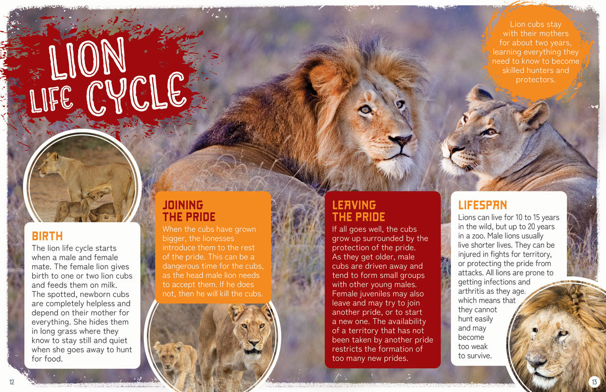 Remarkable Wildlife: Lion