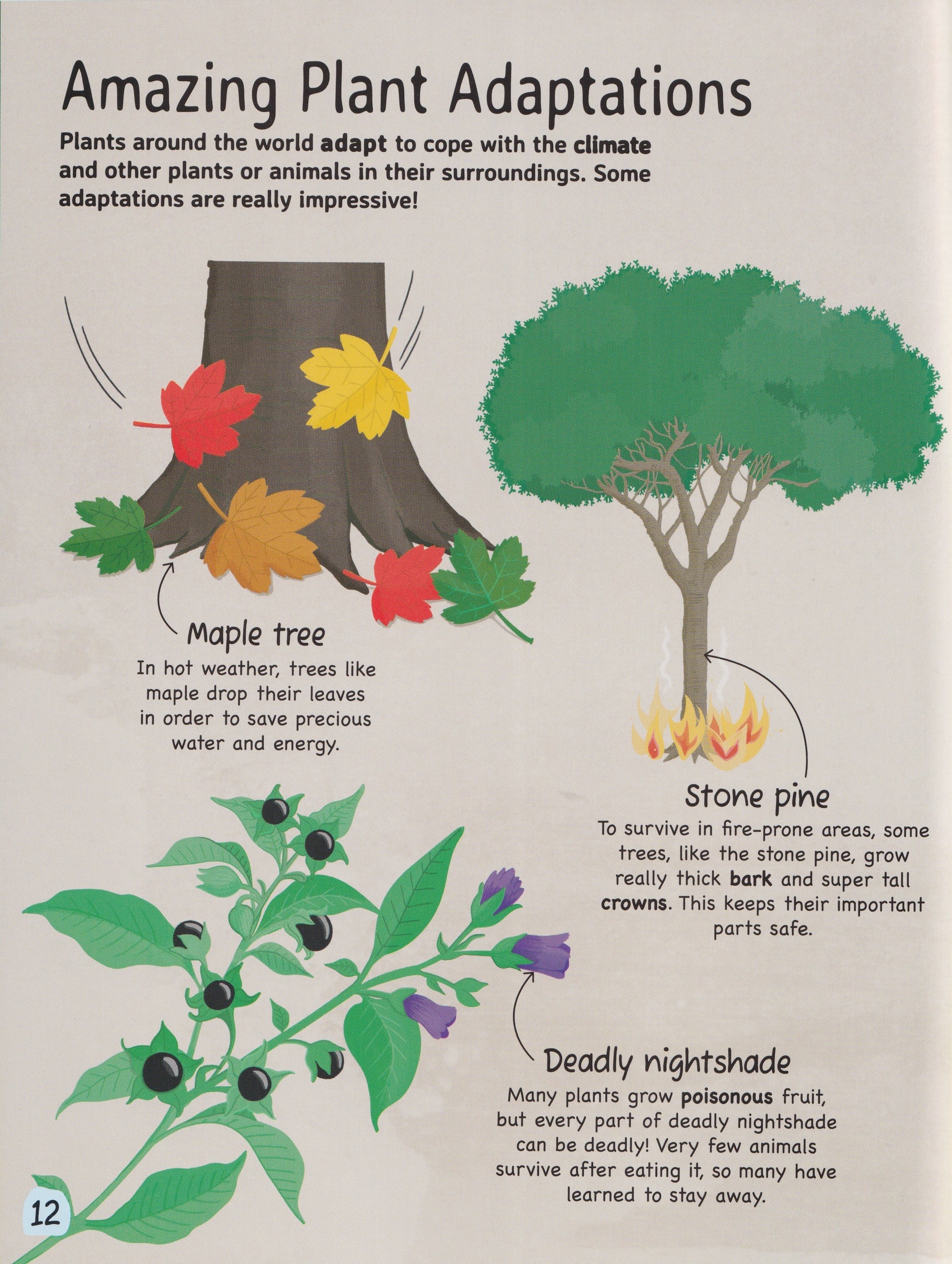 Nature: Trees and Plants