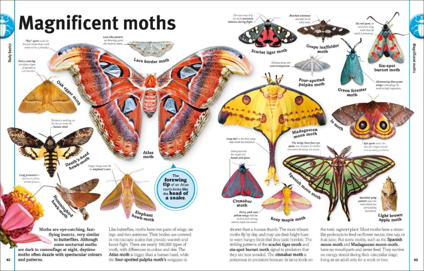 Bugs, Butterflies, Beetles and Bees