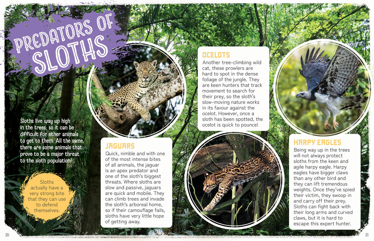 Remarkable Wildlife: Sloth