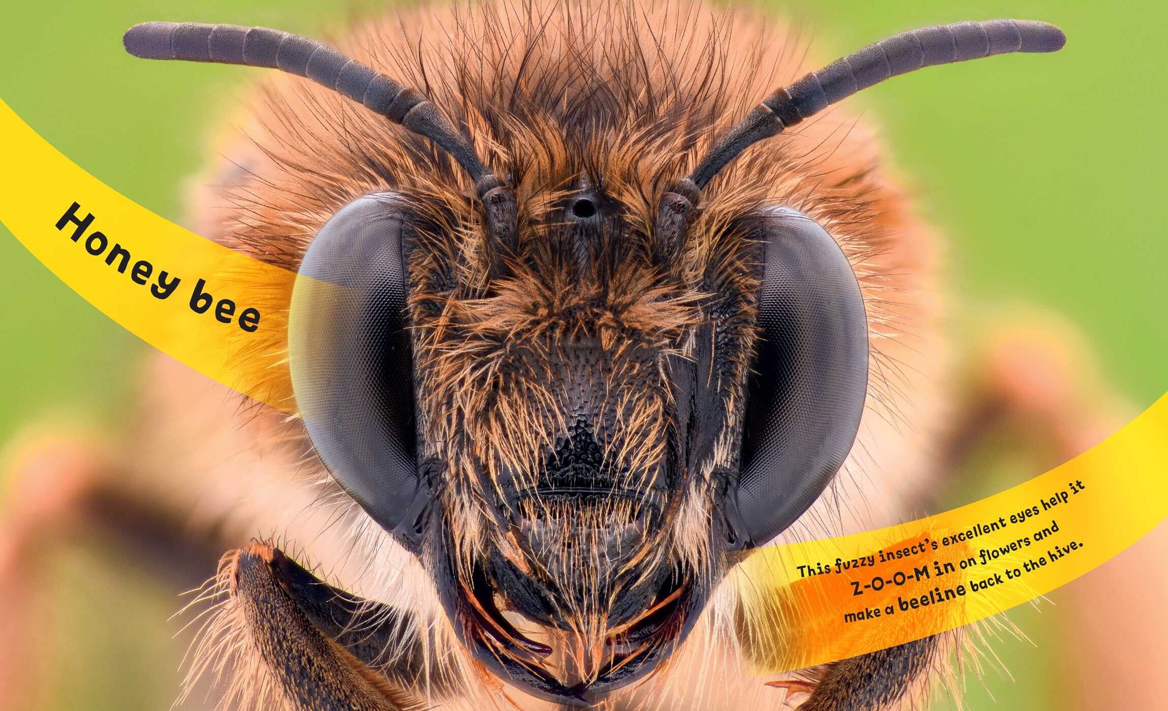 Eye View: Bugs and Other Tiny Creatures