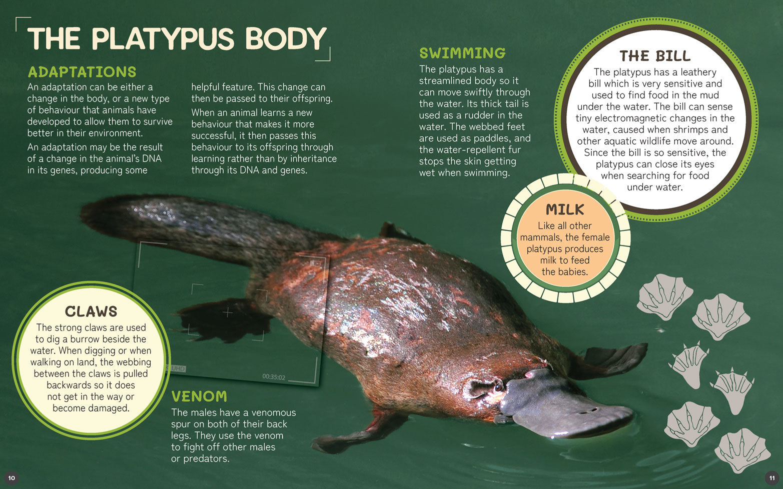 Australia's Remarkable Wildlife: Platypus (Softcover)