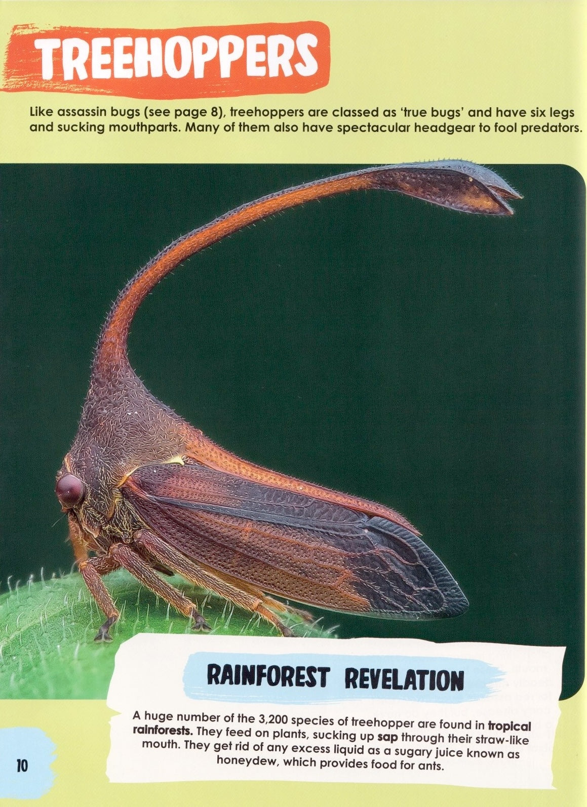 Unforgettably Wild Animals: Weird and Wonderful Animals