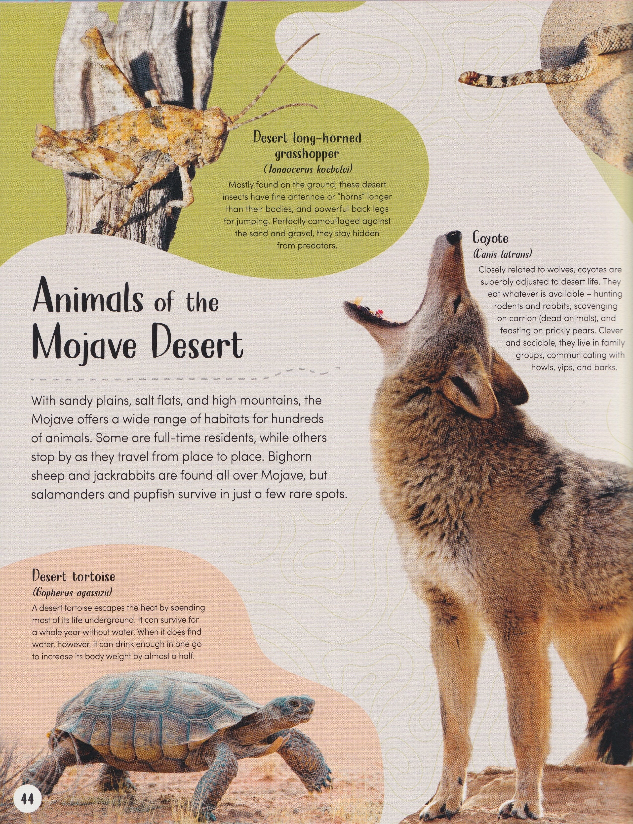 Desert: Journey Through the Hot Sands and Frosty Lands